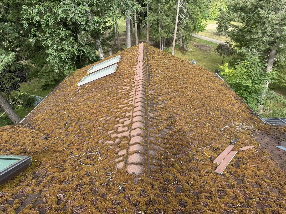Shingle roof covered with moss before service