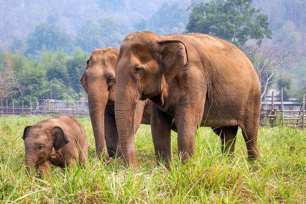 Elephants in thailand